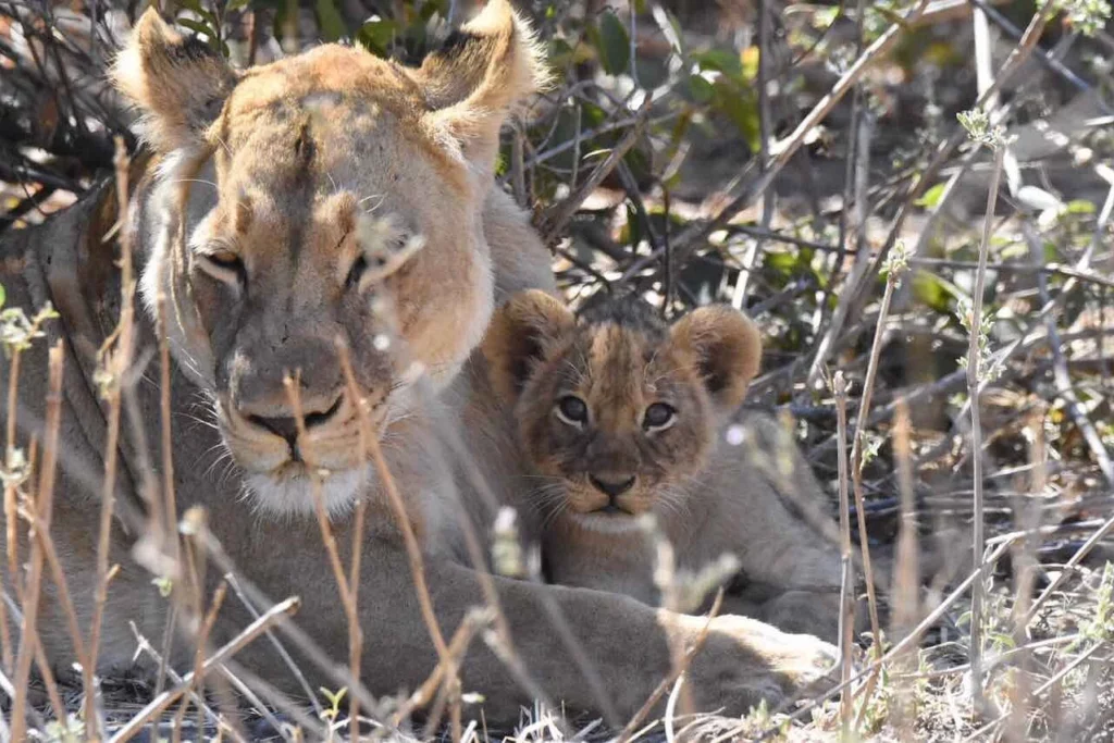 Lioness resting with her cub in Lower Zambezi National Park