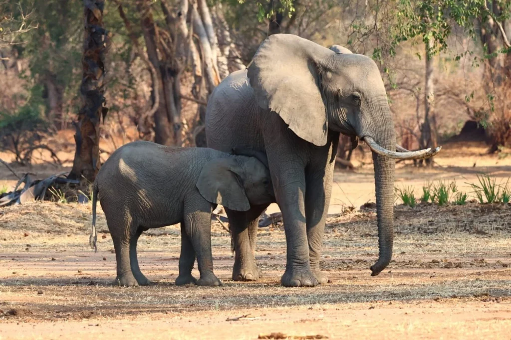 Mother elephant and suckling calf in the Lower Zambezi bush near Baines River Camp