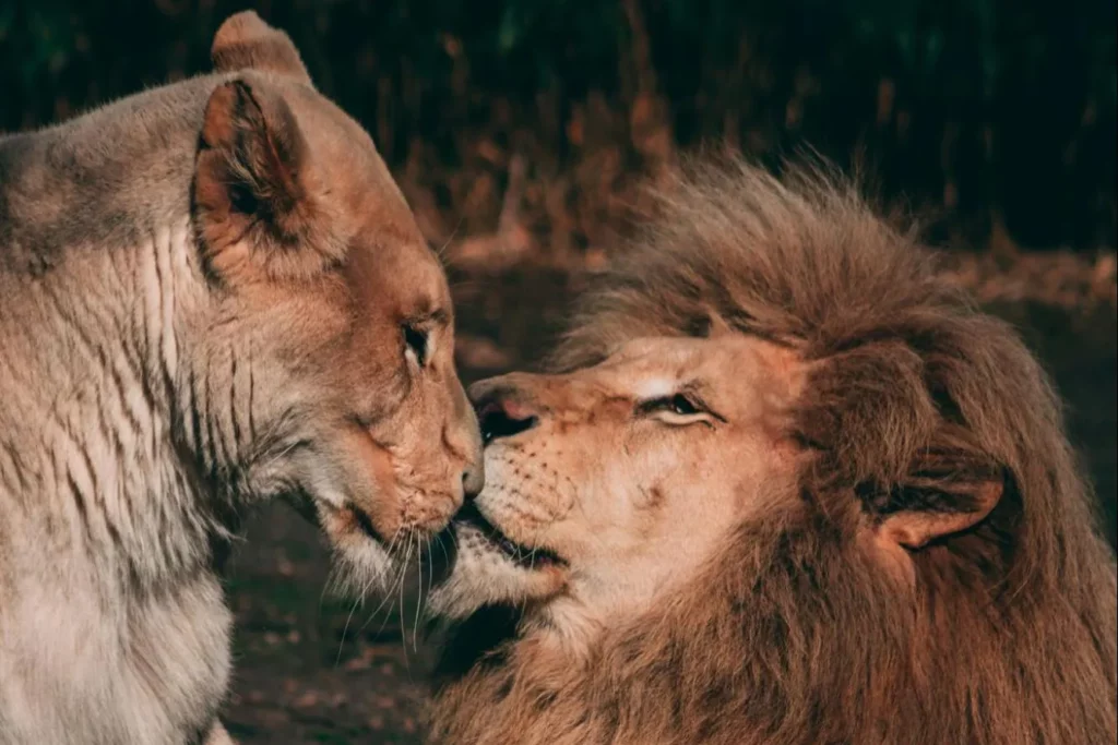 Lion and lioness sharing a quiet moment at Baines' River Camp, Lower Zambezi