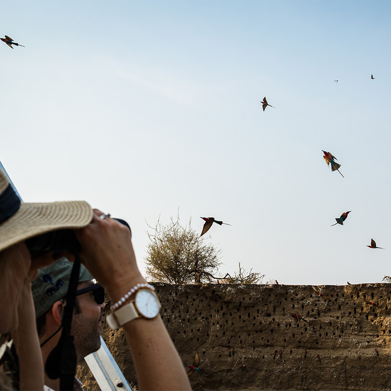 birding lower zambezi watching carmine bee eater colony emma gatland